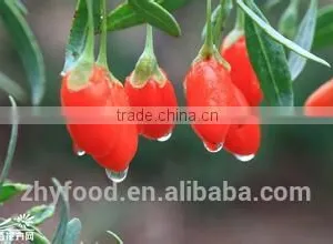 Chinese Dried Wolfberry thumbnail-3