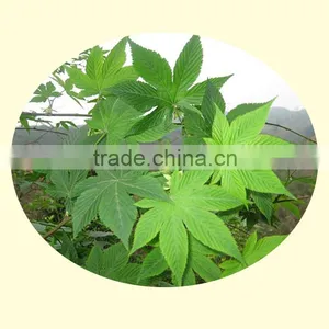 Sweet Tea Health Care Tea Green Tea Extract thumbnail-3