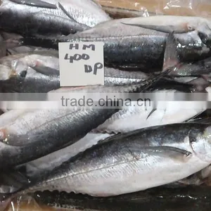 HORSE MACKEREL thumbnail-1