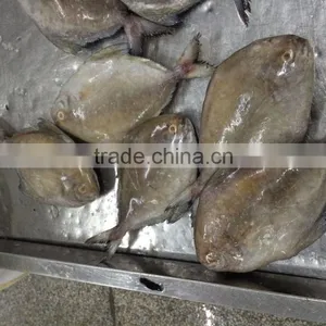 Black Pomfret thumbnail-2