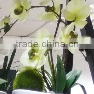 Morden Fashion Artificial Orchid in Ceramic Pot thumbnail-1