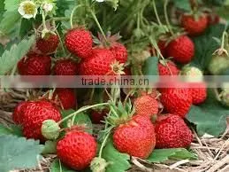 STRAWBERRY thumbnail-3
