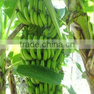 ECUADOR ORIGIN BANANA FROM TURKEY BY ALDERA QUALITY AND GUARANTEE thumbnail-1
