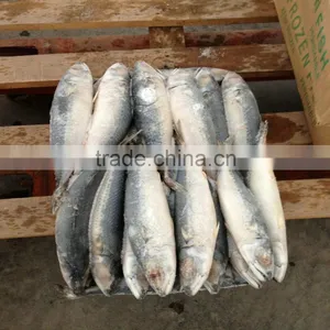New Season Frozen Mackerel Fish Whole Part thumbnail-1