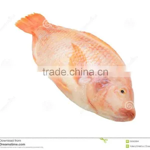 2016 High Quality 500-800g Whole Round Frozen Red Tilapia for Sale thumbnail-1
