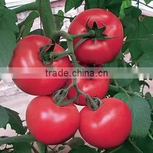 2016 Hybrid High Yield Disease-resistant Tomato Seeds for Growing- Tian Bao 338 thumbnail-1