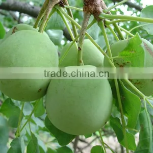 Pura Marula Oils thumbnail-2
