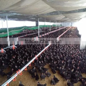 Eonomical Commercial Steel Frame Broiler Chicken House thumbnail-2