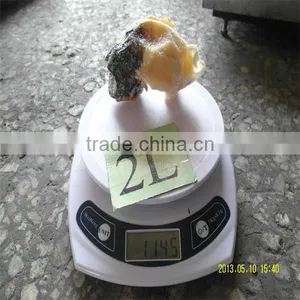 Best Season Frozen Delicious Conch Shell Beads thumbnail-1