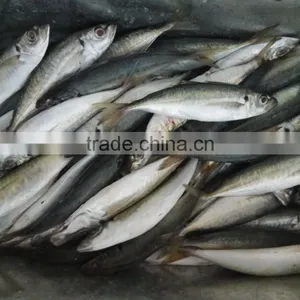 Horse Mackerel Frozen Seafood Small Eye Horse Mackerel Fresh thumbnail-2