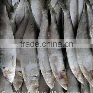 Raw Clean Frozen Sardine Stock thumbnail-1