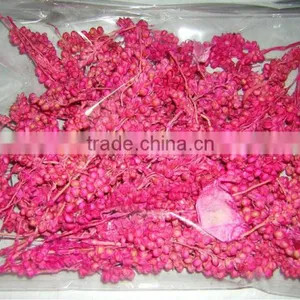 Milo Berries thumbnail-1