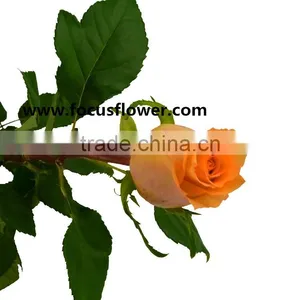 Newest Fresh Cut Flowers Colombia Kunming Flower Exporter Golden Rose With 22stems/bundle thumbnail-1