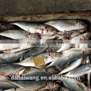 B Grade Horse Mackerel for Feeding thumbnail-2