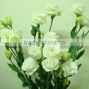 Factory Cheapest Eustoma With Green thumbnail-5