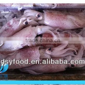 Frozen Clean and Fresh Fuzhou Squid thumbnail-1