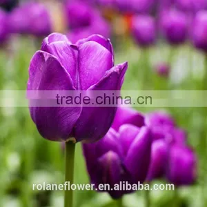 China Direct Wholesale Fresh Cut Flower Tulip for Home Decor thumbnail-3