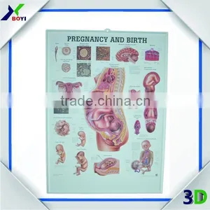 Custom High Quality 3d Embossed Anatomical Chart thumbnail-2