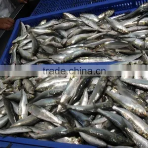 FROZEN SARDINE WHOLE ROUND thumbnail-4
