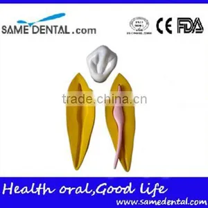 Dental 15 Times Permanent Teeth Decomposition Model DEA-37 thumbnail-3