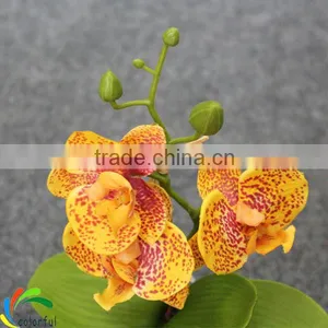 Artificial Potted Orchids thumbnail-5