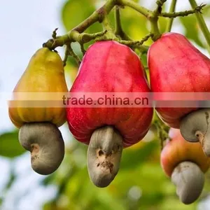 VietNam Cashew Nut Kernel WW 320 thumbnail-3