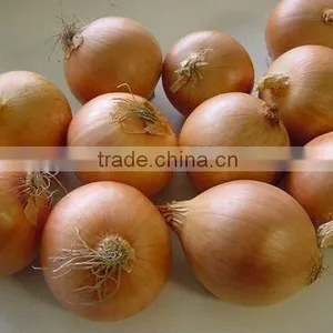 Chinese Fresh Yellow Onion thumbnail-1