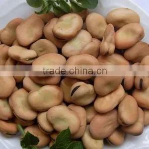Delicious Dry Horse Beans in Shell/fava Beans thumbnail-6