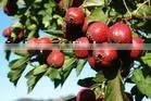 Hawthorn Berry&Leaf P.E. thumbnail-1