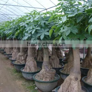 Pachira Macrocarpa of Indoor Outdoor Ornamental Bonsai Plants thumbnail-1