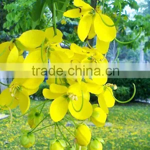 Cassia Fistula thumbnail-5