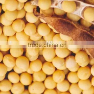 High Quality 98% Soya Lecithin / Soybean Phosphatidylcholine(PC) thumbnail-2
