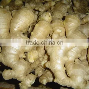 Fresh Mature Fat Ginger thumbnail-1
