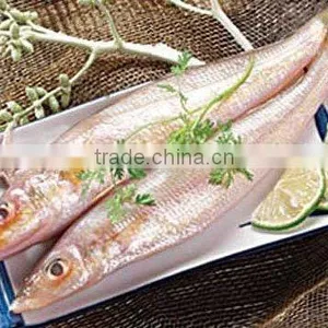 Fresh Hot Sale Frozen Sea Fish for Sale thumbnail-1