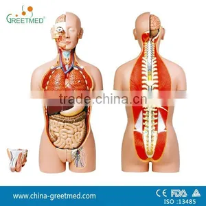 85 cm Plastic Dual Sex 27 Parts Human Torso Model thumbnail-1
