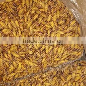 Hot Sale Frozen Silkworm Pupae For Market thumbnail-1