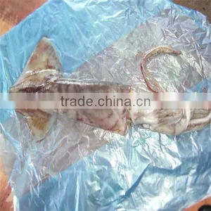 Seafood and Cooked Frozen Squid for Sale thumbnail-1