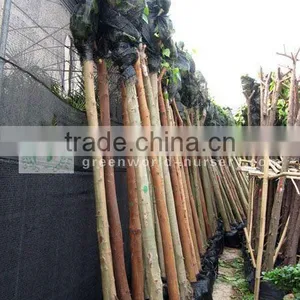 Ficus Religiosa Wholesale thumbnail-1