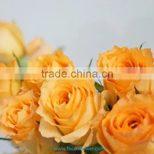 Holland Roses in 2016 Popular Gerbera Flowers Fresh Cut Flower From Kunming thumbnail-3