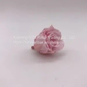 Preserved Rose for Wedding Festival Decoration thumbnail-2