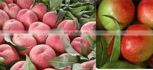 Organic Yellow Peaches In Glass Jars Peeling Machine Peach Processing Machine thumbnail-2