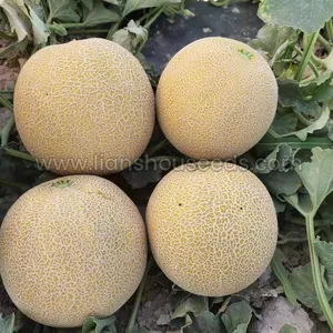 M255 Big Galia Melon Variety F1 With High Disease Resistance thumbnail-1