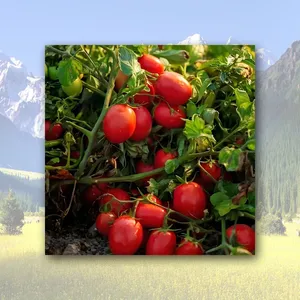 Tomato Powder/Lycopene Powder thumbnail-5
