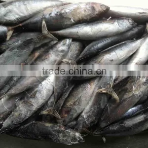 Bonito Tuna Frigate Tuna thumbnail-6