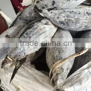 Frozen Long-line Skipjack Tuna Fish thumbnail-2