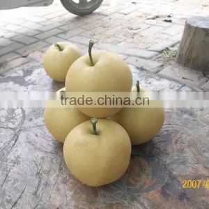 2016 Good Quality of the ya Pear thumbnail-1