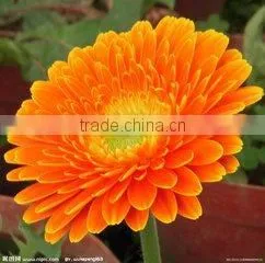 Preserved Flowers Fresh Cut Flowers Gerber Flower thumbnail-2