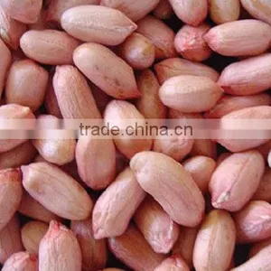 China Roasted Peanuts in Shell thumbnail-3
