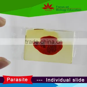 Individual Microscope Prepared Slides Medical Parasite Microscope Slides thumbnail-1