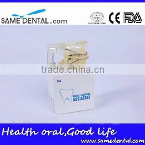High Quality Dental Transparent Orthodontic Models School Teaching Demonstration thumbnail-5